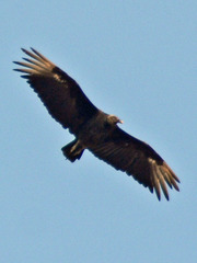 Coragyps atratus