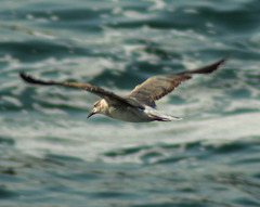 Leucophaeus atricilla