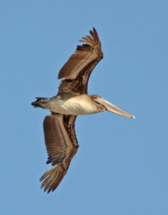 Pelecanus occidentalis