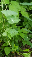 Calystegia sepium