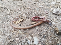 Tantilla hobartsmithi