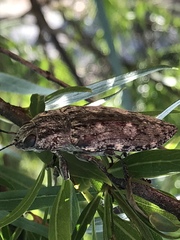Texania fulleri