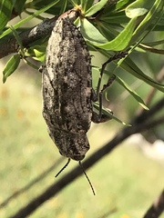 Texania fulleri