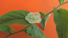 Evolvulus latifolius