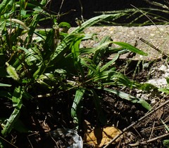 Plantago lanceolata