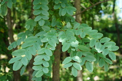 Robinia pseudoacacia