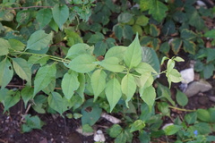 Celastrus orbiculatus