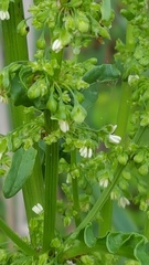 Rumex crispus crispus