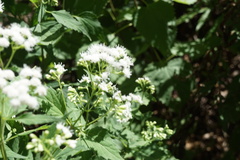 Ageratina altissima