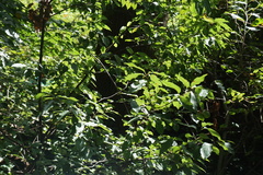 Prunus serotina