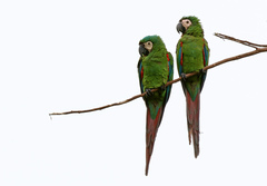 Chestnut-Fronted Macaw photo 5