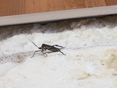 Acanthocephala declivis