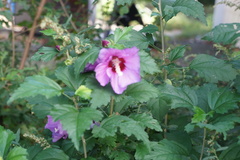Hibiscus syriacus
