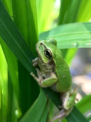 Hyla japonica