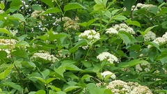 Viburnum dentatum