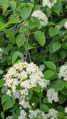 Viburnum dentatum