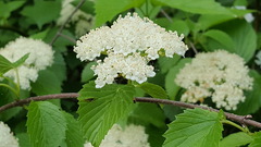 Viburnum dentatum