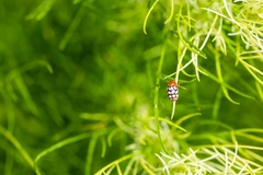 Cryptocephalus guttulatus