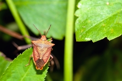 Euschistus ictericus