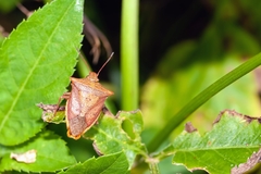 Euschistus ictericus