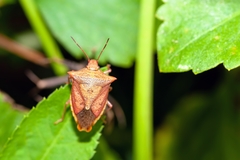 Euschistus ictericus