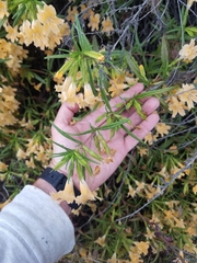 Diplacus × australis