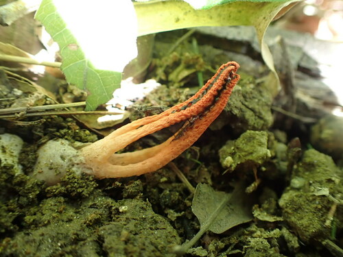 Pseudocolus fusiformis