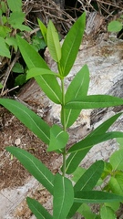 Apocynum cannabinum