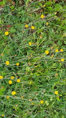 Pilosella officinarum