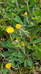 Pilosella officinarum