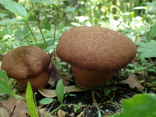 Calvatia craniiformis