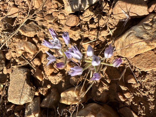 Parry's fringed onion (Allium parryi)
