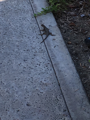 Sceloporus occidentalis
