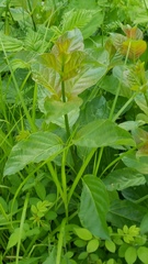 Cephalanthus occidentalis