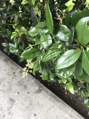 Magnoliopsida