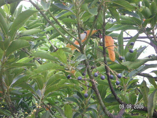Persea indica (Persea indica)