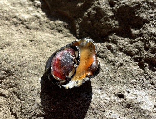 Neritona granosa, 2022-09-02