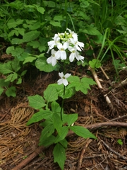Cardamine angulata