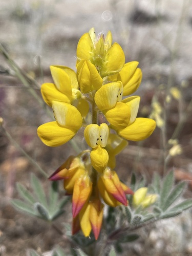 Lupinus citrinus var. citrinus