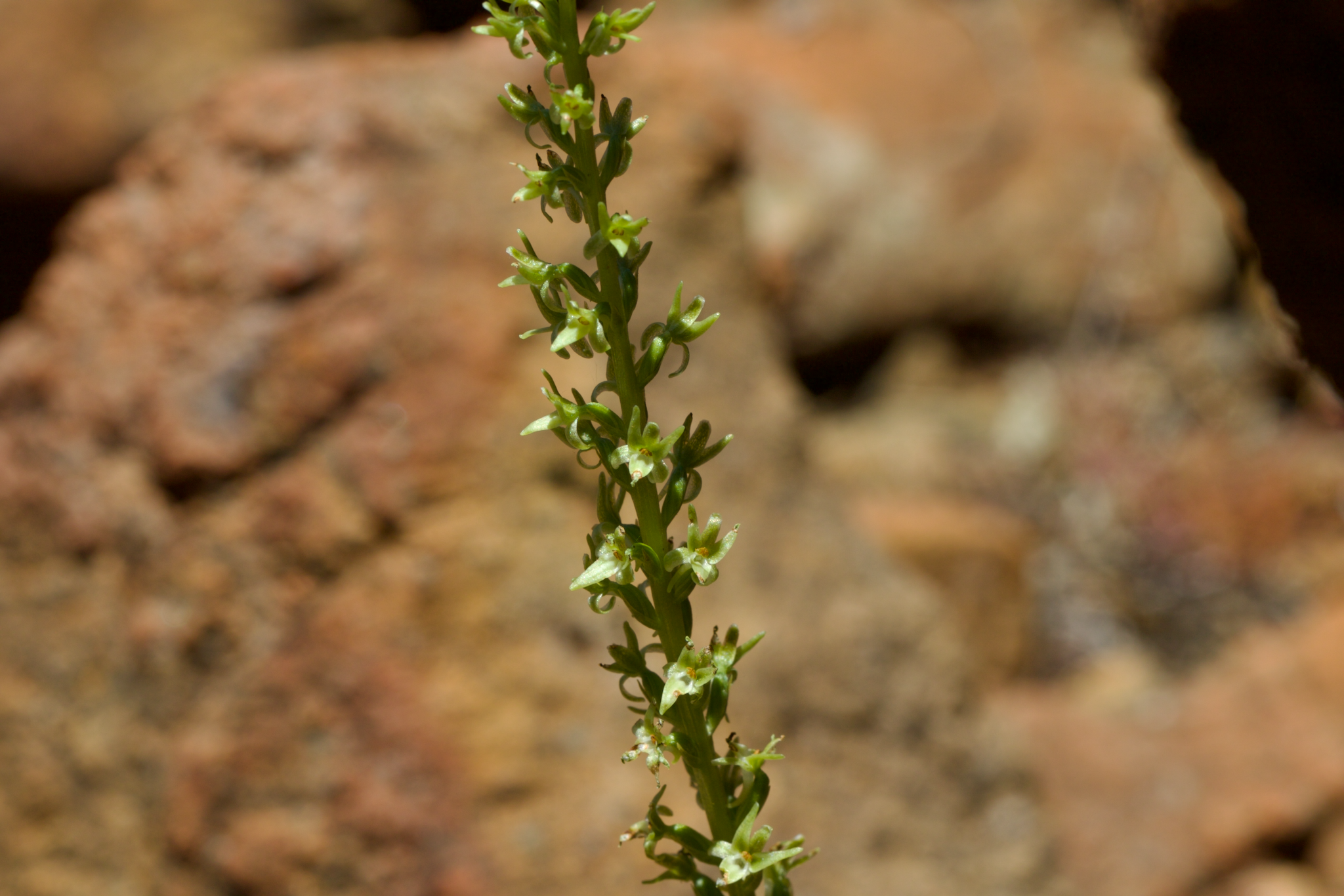 Image of Platanthera leptopetala by (c) Arvel Hernandez, some rights reserved (CC BY)