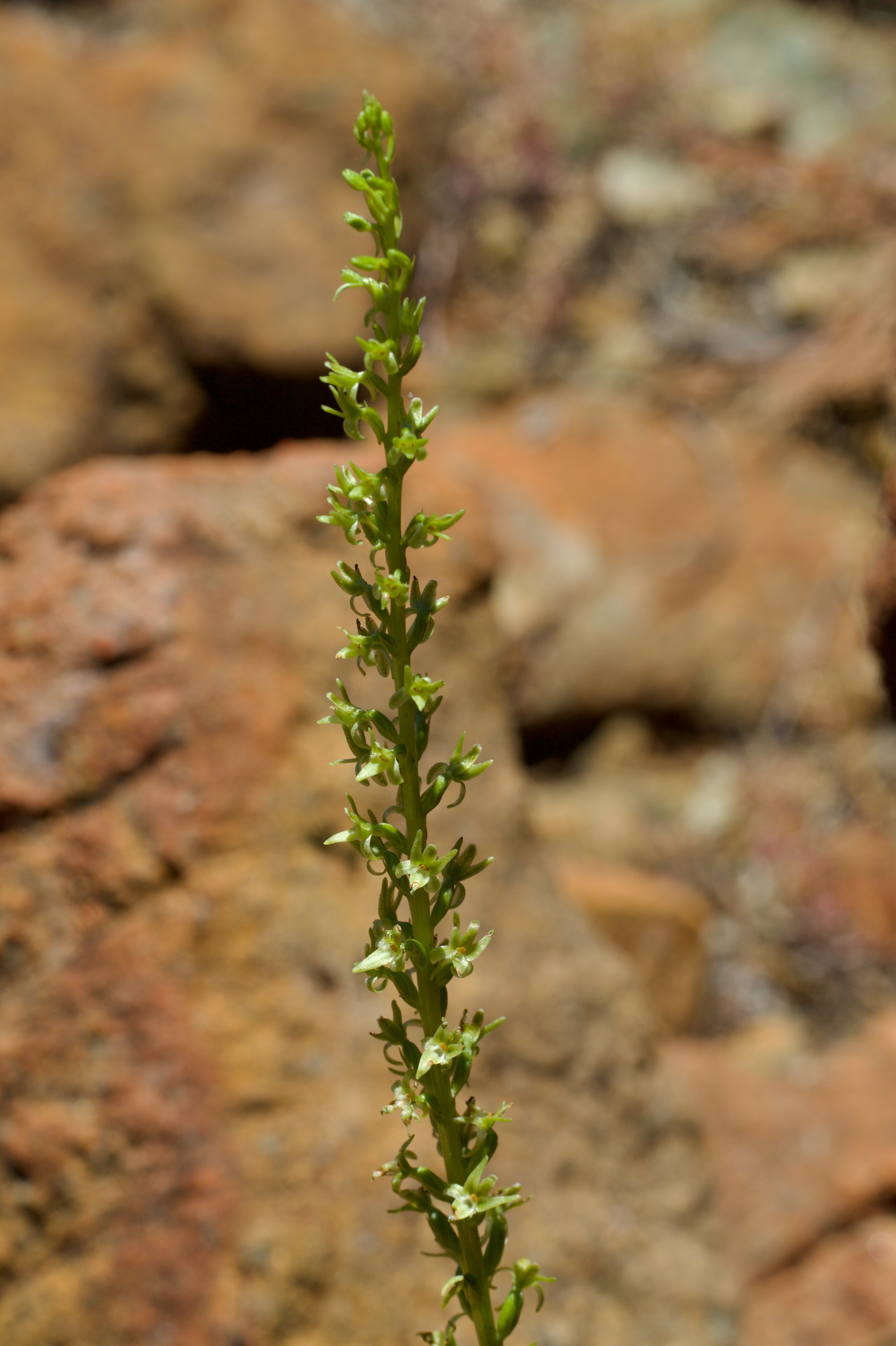 Image of Platanthera leptopetala by (c) Arvel Hernandez, some rights reserved (CC BY)