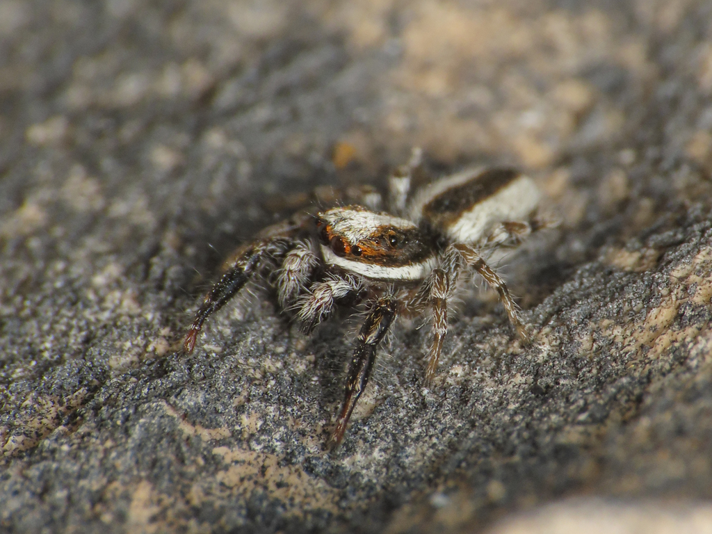 Pseudicius picaceus
