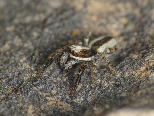 Pseudicius picaceus