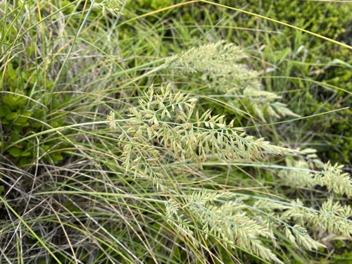 rock fescue