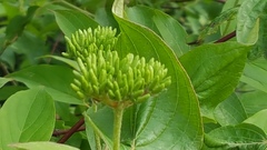 Cornus