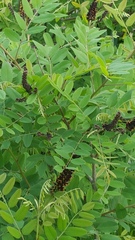 Amorpha fruticosa