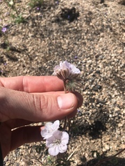 Phacelia vallis-mortae