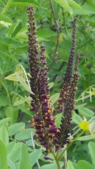 Amorpha fruticosa