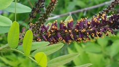 Amorpha fruticosa