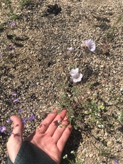 Phacelia vallis-mortae
